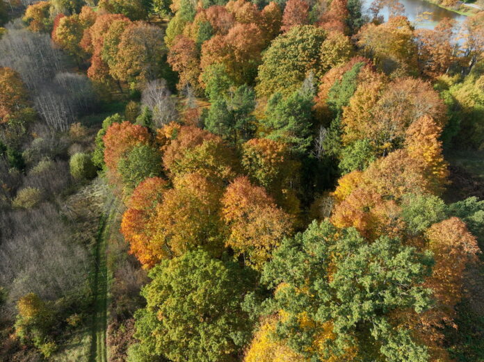 Nyderlandų „Ingka Investments“ taps didžiausia Latvijos privačių miškų savininke